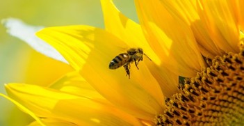 Dotacja dla pszczelarzy
