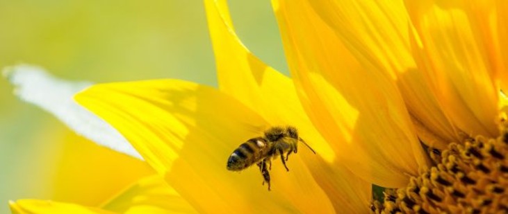 Dotacja dla pszczelarzy