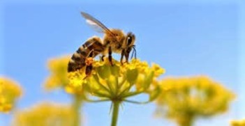 SEKRETNE ŻYCIE PSZCZÓŁ - komunikat dla pszczelarzy z terenu powiatu jarocińskiego